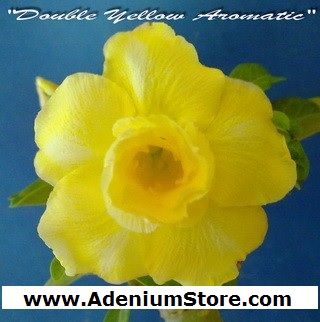 Adenium Obesum \'Double Yellow Aromatic\' 5 Seeds